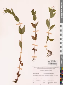 MAG 0023125