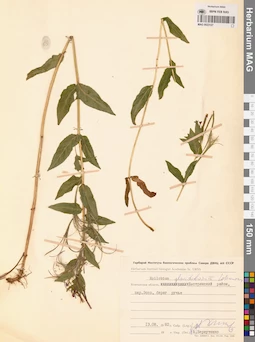 MAG 0023127