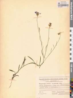 MAG 0023089