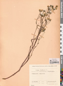 MAG 0007231