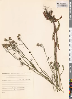 MAG 0007234