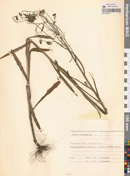 MAG 0007244