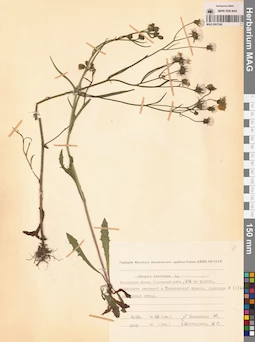 MAG 0007246