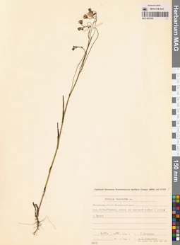MAG 0007248
