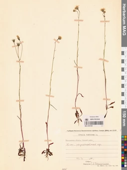MAG 0007249