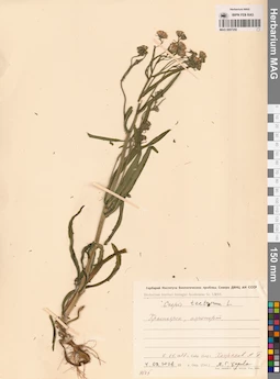 MAG 0007250