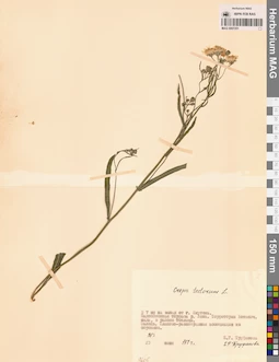 MAG 0007251