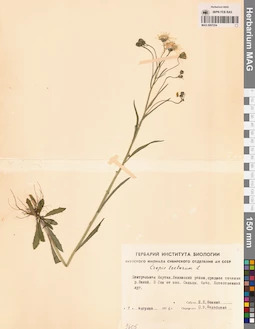 MAG 0007254