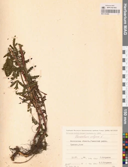 MAG 0012484