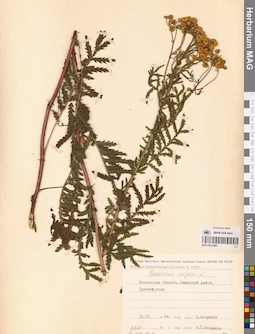 MAG 0012485