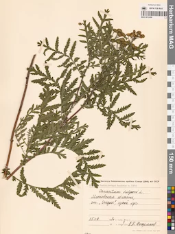 MAG 0012486