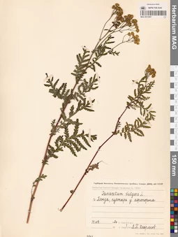 MAG 0012487