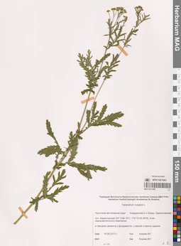 MAG 0012489