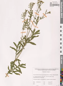 MAG 0012490