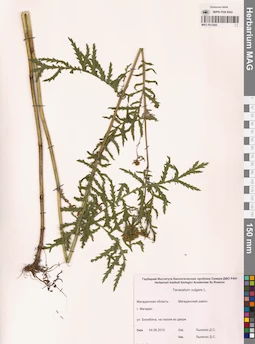 MAG 0012492