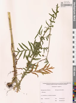 MAG 0012493