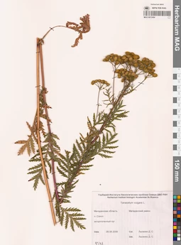 MAG 0012494