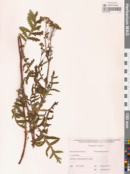 MAG 0012497
