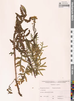 MAG 0012498
