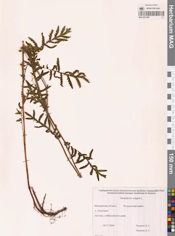MAG 0012499