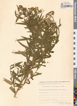 MAG 0007056