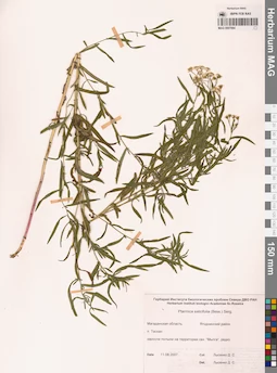 MAG 0007064