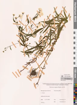 MAG 0011833