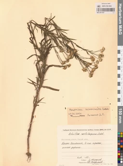 MAG 0011837