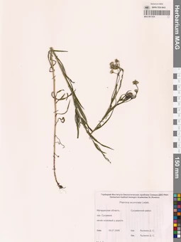 MAG 0011839