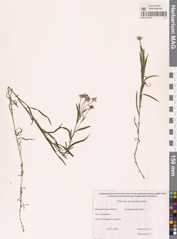 MAG 0011841