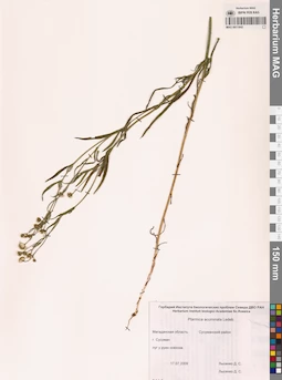 MAG 0011842