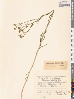 MAG 0011845