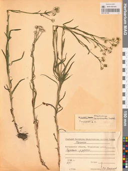 MAG 0011846