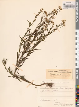 MAG 0011848