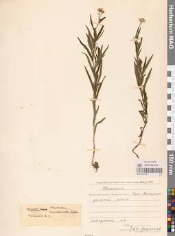 MAG 0011849