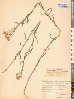 MAG 0011851