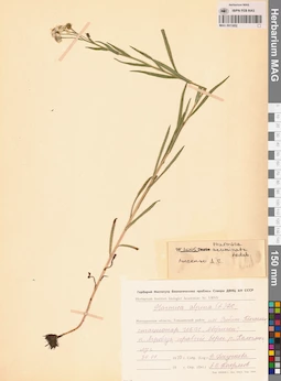 MAG 0011852