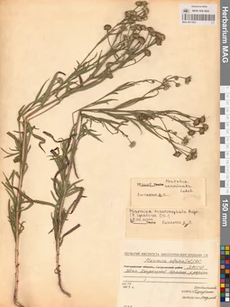 MAG 0011853