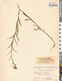MAG 0011854