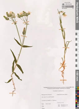 MAG 0023036