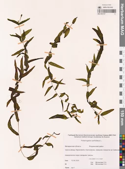 MAG 0023147