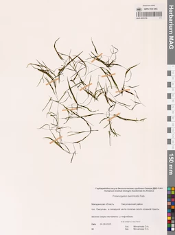 MAG 0023159