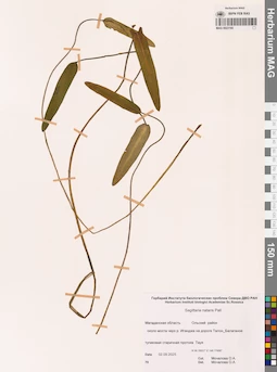 MAG 0023160