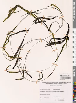 MAG 0023174