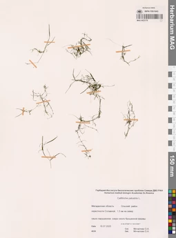 MAG 0023176