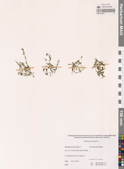 MAG 0023183