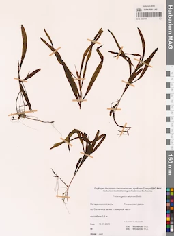 MAG 0023186