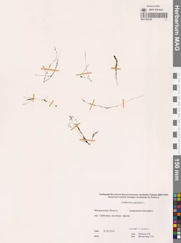 MAG 0023196