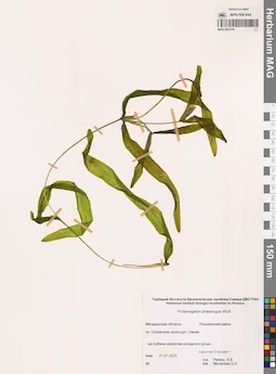 MAG 0023197