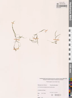 MAG 0023205